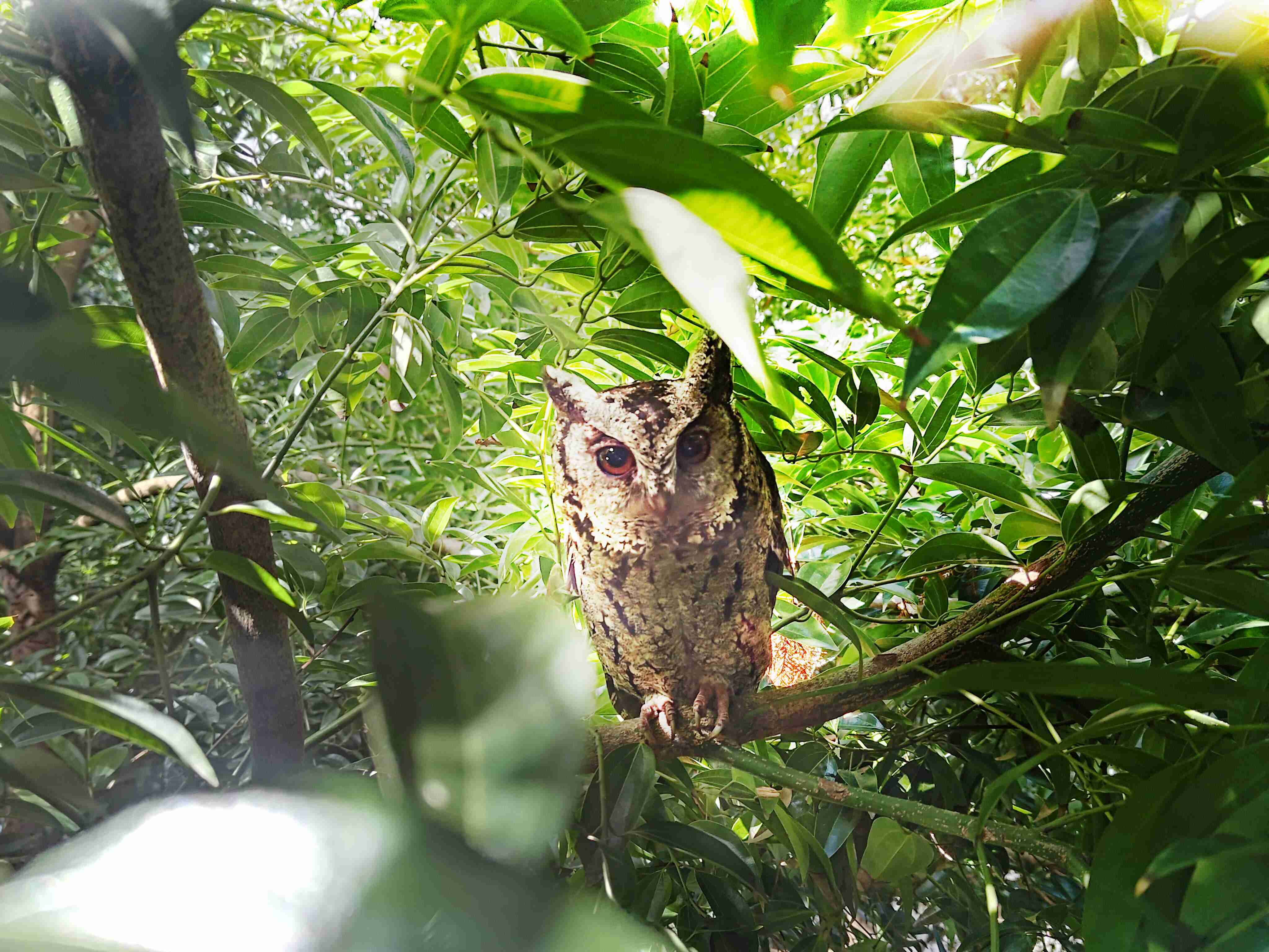 JDB电子致力提倡净零绿生活，，16年以来在全球各厂区植树逾百万棵，，，造就各厂区树木蔚然成林，，，犹如森林工厂，，成为许多生物的栖息地